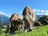Cows Cow Pasture Austria