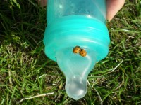 Ladybugs On Baby Bottle