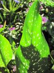 Large Calla Lily Leaf