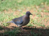 Laughing Dove In Garden