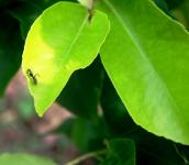 Lemon Leaves With Ant