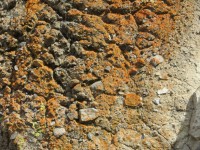 Lichen On Rock: 92
