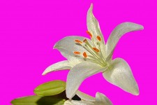 Lily Flowers Macro