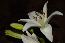 Lily Party Flowers Background Macro