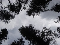 Looking Up Through Trees