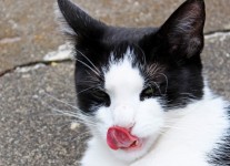 Cat Licking Its Mouth