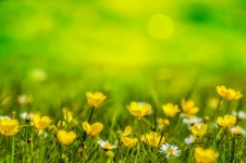 Natural Backgrounds With Flowers