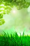 Natural Green Background