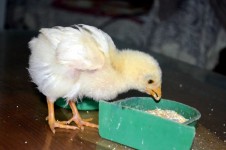 New Baby Chicken