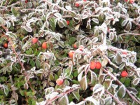 Frosted Bush