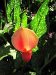 Orange Calla Lily