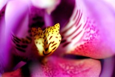 Purple Orchid Close Up