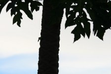 Pawpaw Tree Silhouette