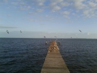 Pier Seabirds
