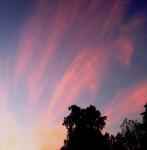 Pink Feather Cloud