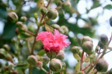 Pink Pride Of India Flower And Buds