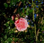 Pink Rambling Rose