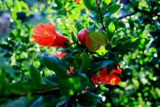 Pomegranate Tree With Flowers