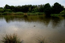 Pond At Austin Roberts Bird Park