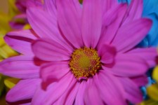 Pretty Pink Colorful Daisy Flowers