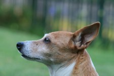 Profile Of Jack Russell Terrier
