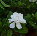 Pure White Gardenia