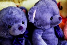 Purple Bears