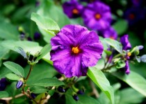 Purple Potato Bush Flower