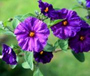 Purple Potato Bush Flowers