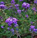Purple Verbena In Garden