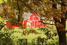 Red Barn Through Trees