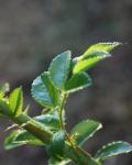 Rose Branch And Leaves