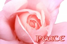 Rose Peace