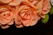 Rose Petals Faith Vines Flora