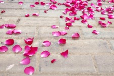 Rose Petals On Floor