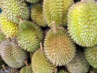 Singapore Durian Fruit