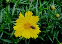 Small Wasp On Yellow Daisy