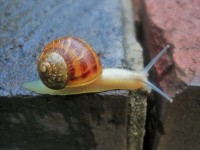Snail Crossing A Crevice