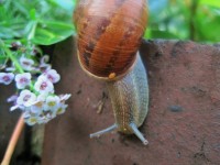 Snail On Brick Wall