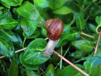 Snail On Periwinkle