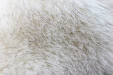 Soft Fur Texture 1