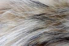 Soft Fur Texture 2