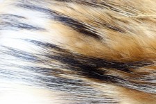 Soft Fur Texture 3