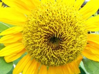 Sun Flower In Blossom