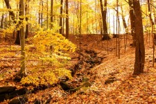 Sunlit Autumn Forest