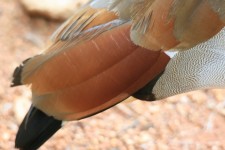 Tail Of Egyptian Goose