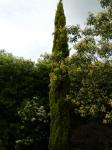 Tall Growing Conifer