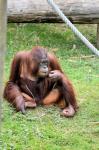 The Orangutan
