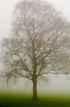 Tree And Fog
