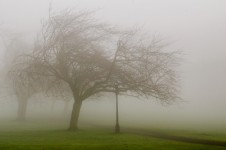Tree And Fog